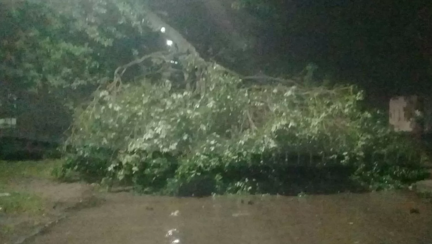 Por lo fuertes vientos, un árbol cayó en Viamonte y México