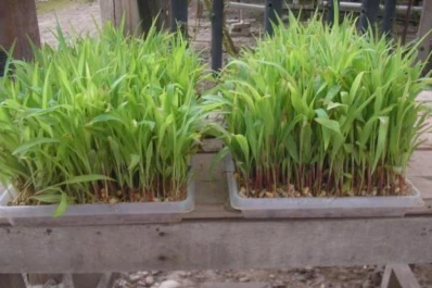 Cómo se puede producir alimento para animales de manera rápida