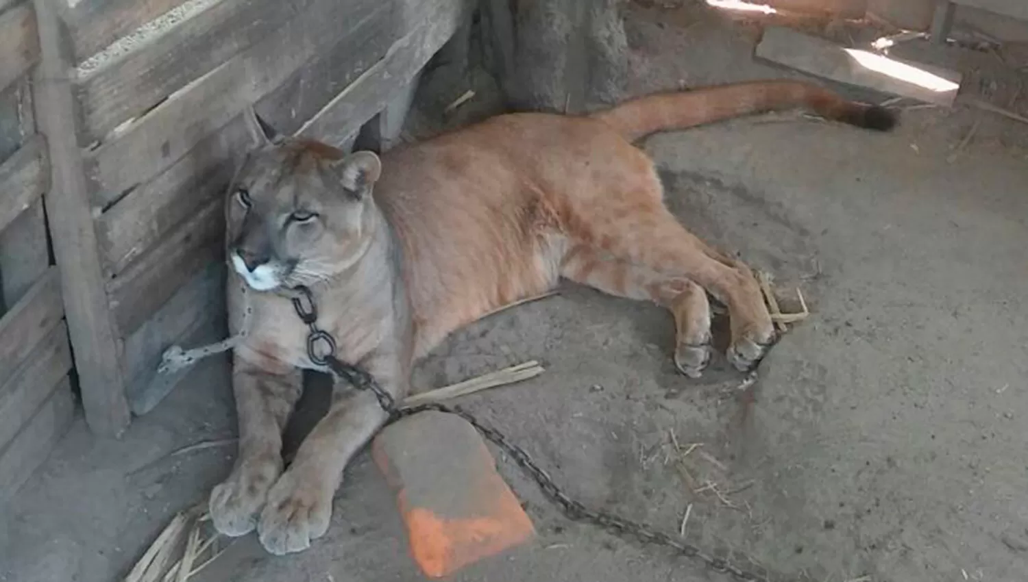 Encontraron un puma durante un allanamiento en una casa de Graneros