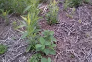 En Tucumán persisten los lotes infectados con SARG