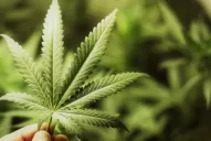 Descubrieron cinco litros de aceite de cannabis