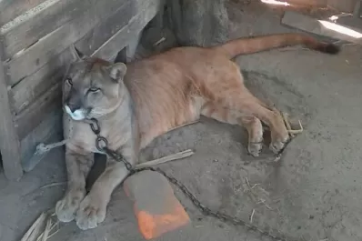 Encontraron un puma durante un allanamiento en una casa de Graneros