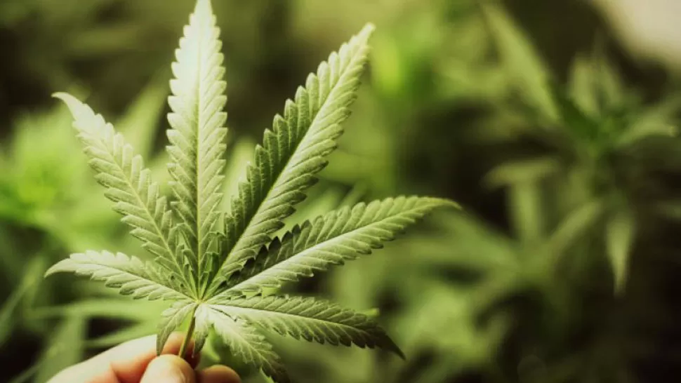 Descubrieron cinco litros de aceite de cannabis