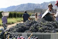 Productores de vino afirman que la suba del impuesto interno se va a trasladar a precios