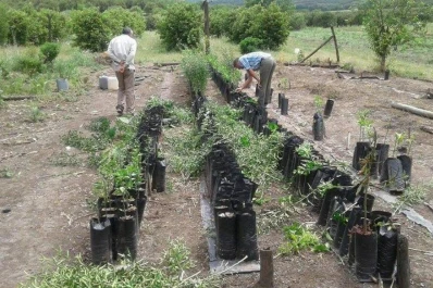 Interdictan y destruyen plantas cítricas sin DTV