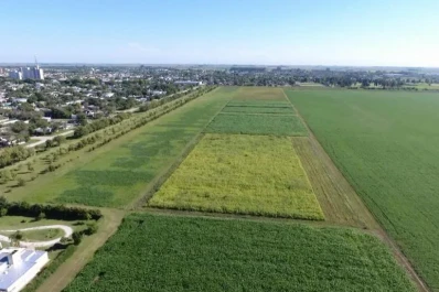 Las estimaciones agrícolas ayudan al productor