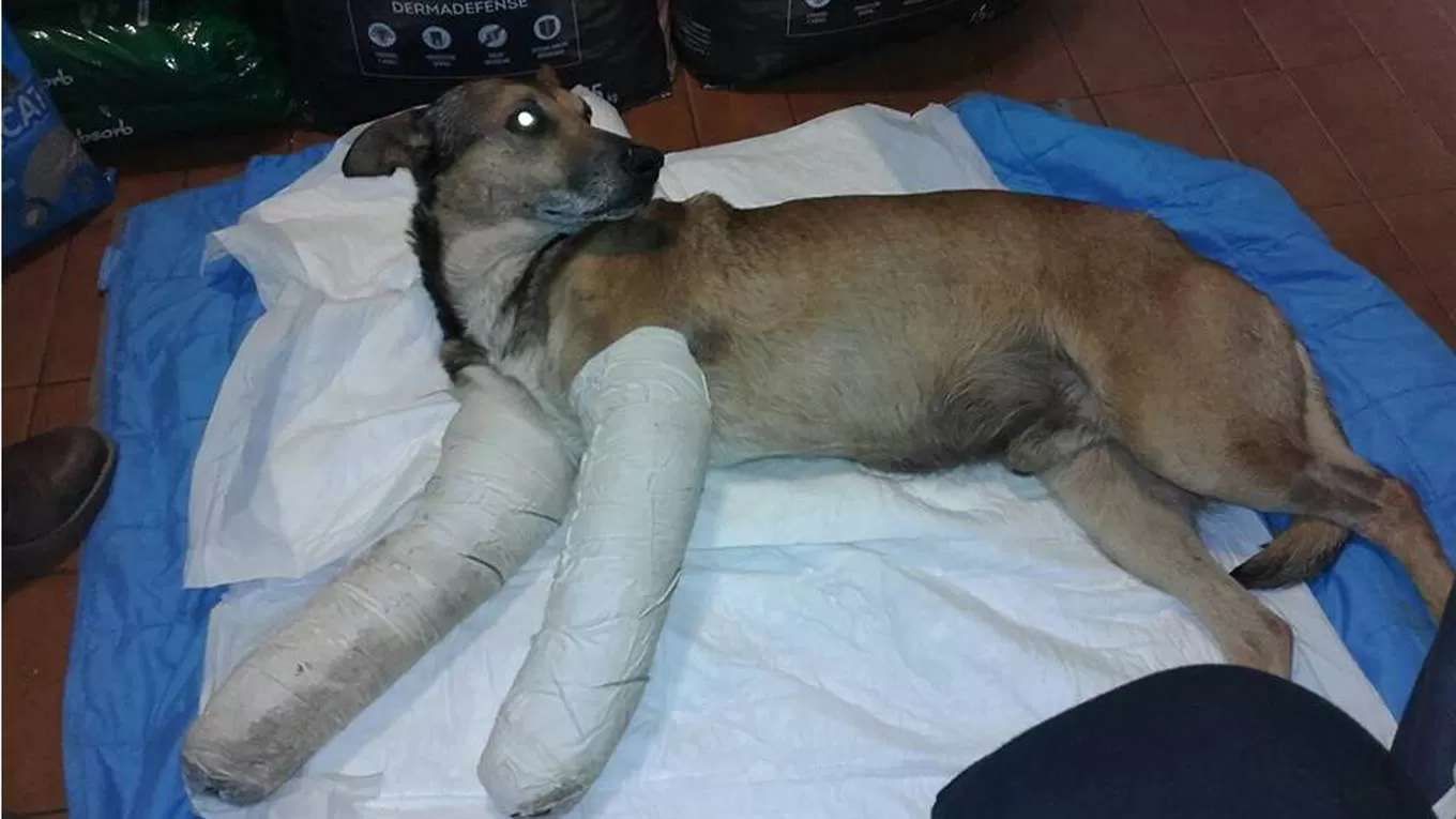 EN RECUPERACIÓN. Rolandito, después de su cirugía. (FOTOS TOMADAS DE LA NACIÓN)