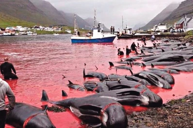 Sacrifican cientos de ballenas y delfines