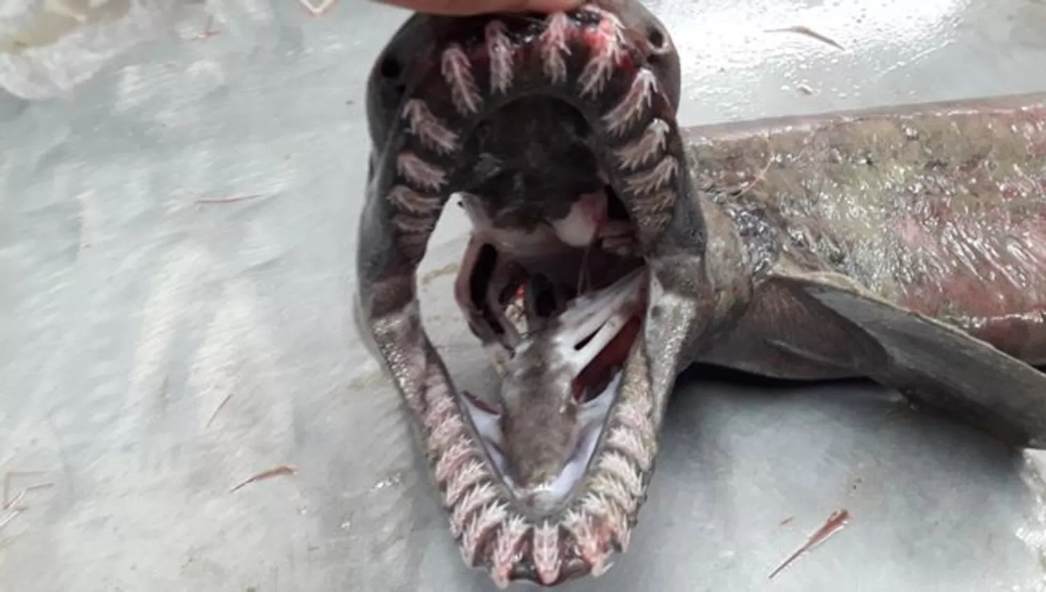 TIBURÓN AGUILA. Tiene 300 dientes. FOTO TOMADA DE BBC