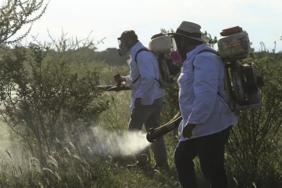 EN COMBATE. El empleo de “motomochilas” es un buen aliado en la lucha contra las langostas destructivas. .
