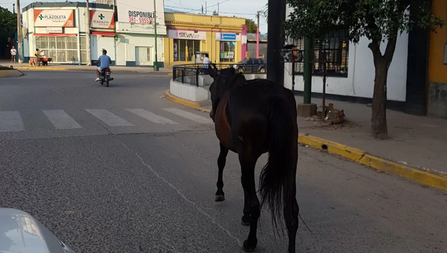 ANIMALES SUELTOS. Los caballos sorprendieron a los vecinos de Yerba Buena.