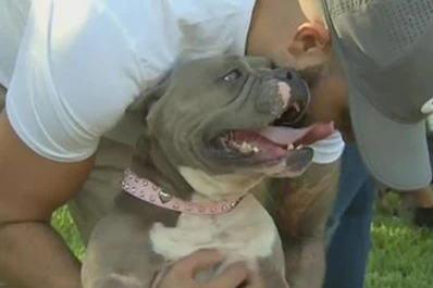 Mascotas vuelan a Miami para reunirse con sus dueños portorriqueños