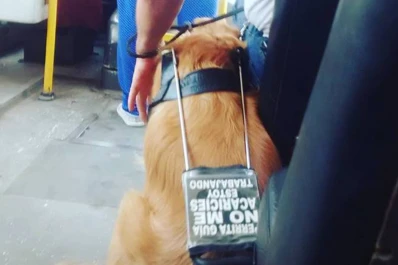 El mensaje de la perrita guía que viaja en el 131: “no me acaricies, estoy trabajando”