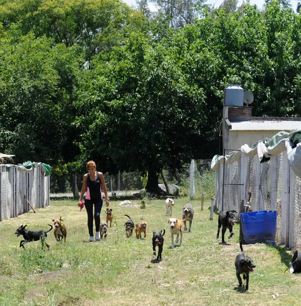 SON MUCHOS Y EN ARMONÍA. En el establecimiento de El Naranjo los animales juegan y pasean juntos. LA GACETA / FOTO DE HÉCTOR PERALTA.-