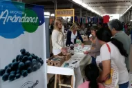 Arándanos: las provincias del NOA implantaron el berrie en un total de 1.338 hectáreas