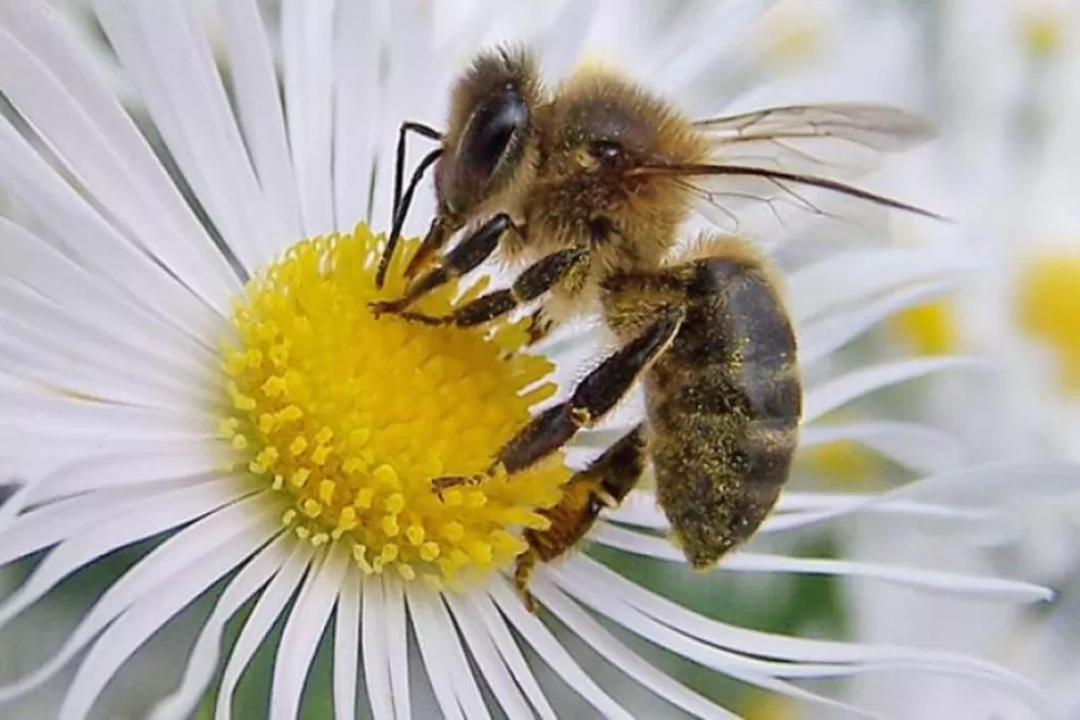 INVESTIGAN. Se presentó un trabajo sobre el rol de las abejas silvestres en ambientes modificados por el hombre. .