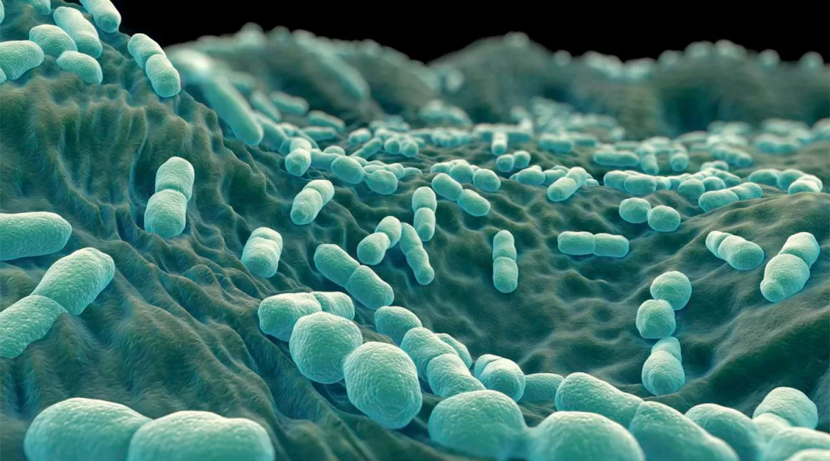 PATÓGENO. Microscopia electrónica del biofilm de Listeria monocytogenes.  
