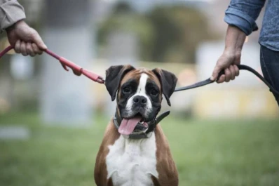 Un dilema real que la ley no contempla: ¿con quién quedan las mascotas cuando sus amos se separan?