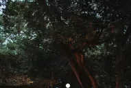 Con luces y flores, cambiá tu jardín para recibir la Navidad