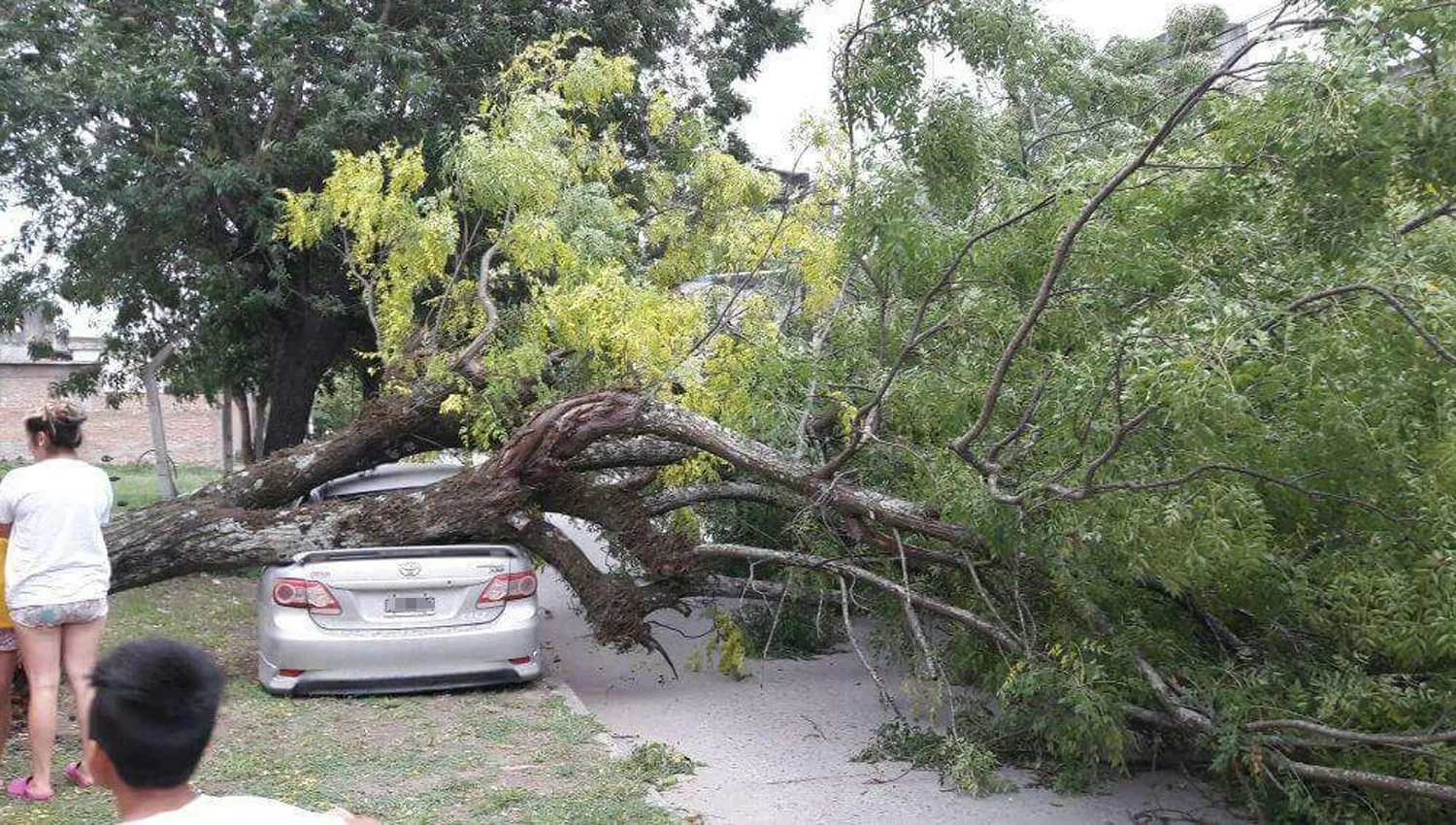 BARRIO PARQUE. Árbol caído. FOTO ENVIADA POR WHATSAPP