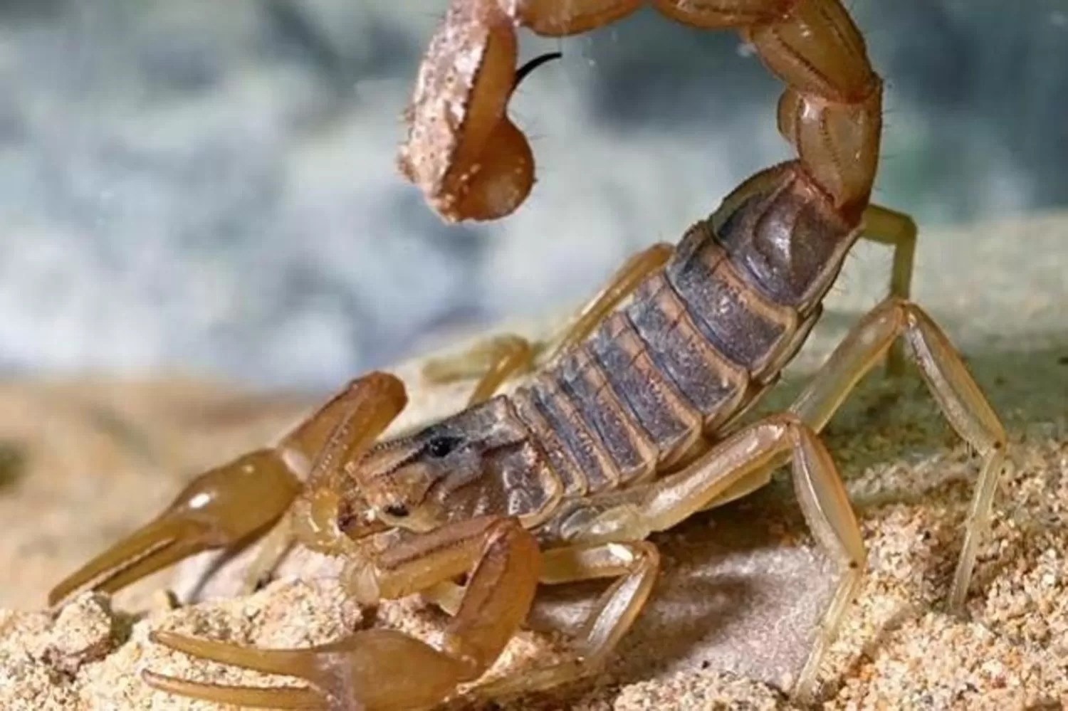 ALACRANES. FOTO DE TÉLAM