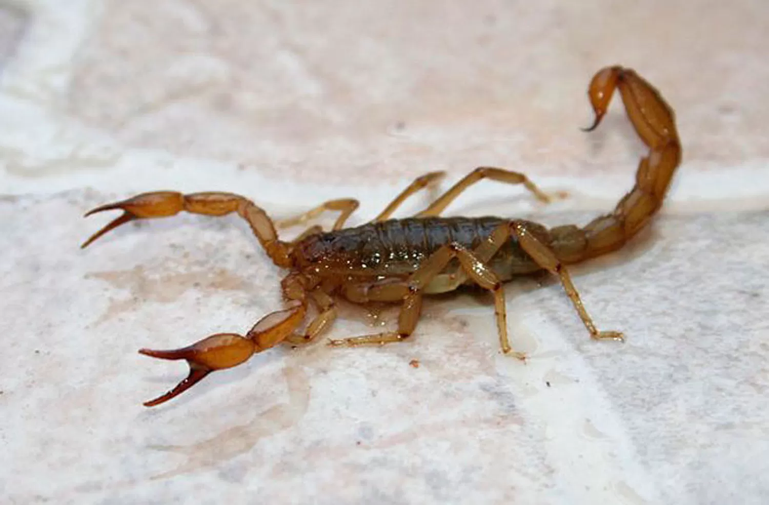 ALACRANES. Los arácnidos suelen vivir en las clocas. ARVHIVO