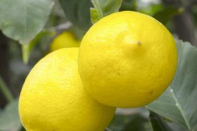 Directivos de la asociación citrícola visitaron al gobernador Manzur y al ministro Fernández