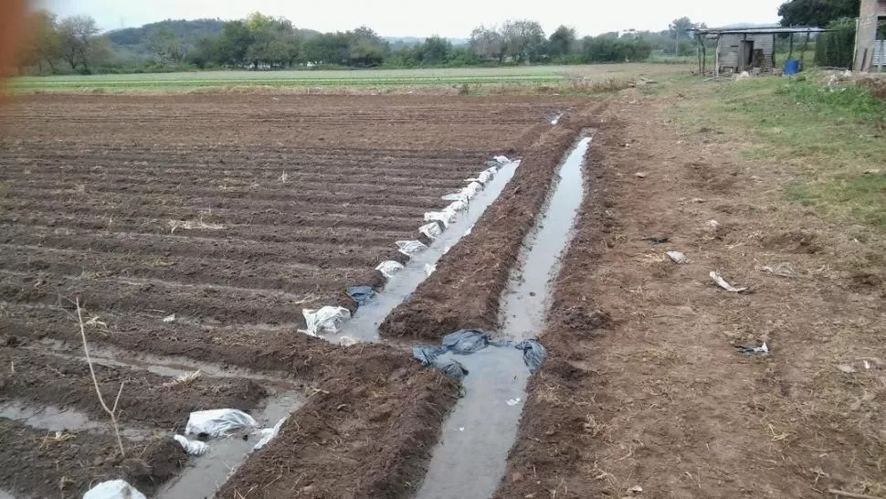 SIN EROSIÓN. Es necesario realizar un adecuado manejo del riego. 