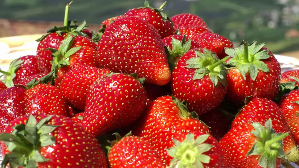 Manzur celebró la apertura del mercado de Estados Unidos a la frutilla de Tucumán