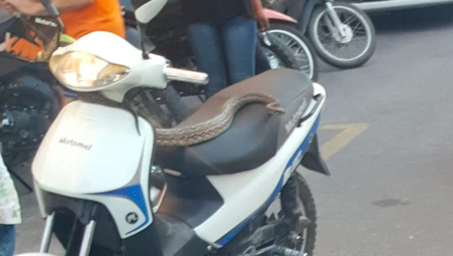 La víbora que generó sorpresa en Barrio Norte. 