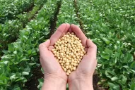 El Gobierno confirmó la rebaja gradual de las retenciones a la soja