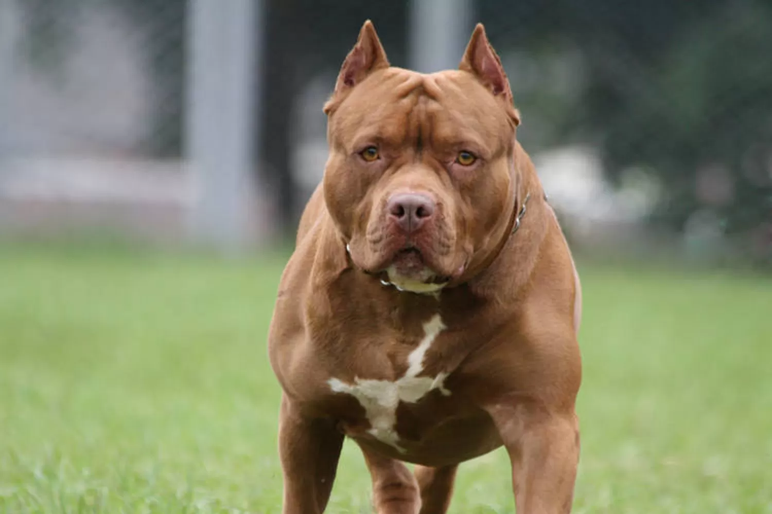 PITBULL. Raza considerada peligrosa en la mayor parte de los casos. FOTO TOMADA DE USATODAY.