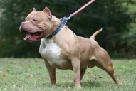 Un pitbull atacó a un chico de cuatro años en la plaza San Martín: lo sacudía de derecha a izquierda, contó el papá