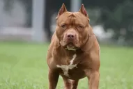 ¿Existen las razas de perros peligrosos? Qué dicen los veterinarios y qué ocurre en otras provincias