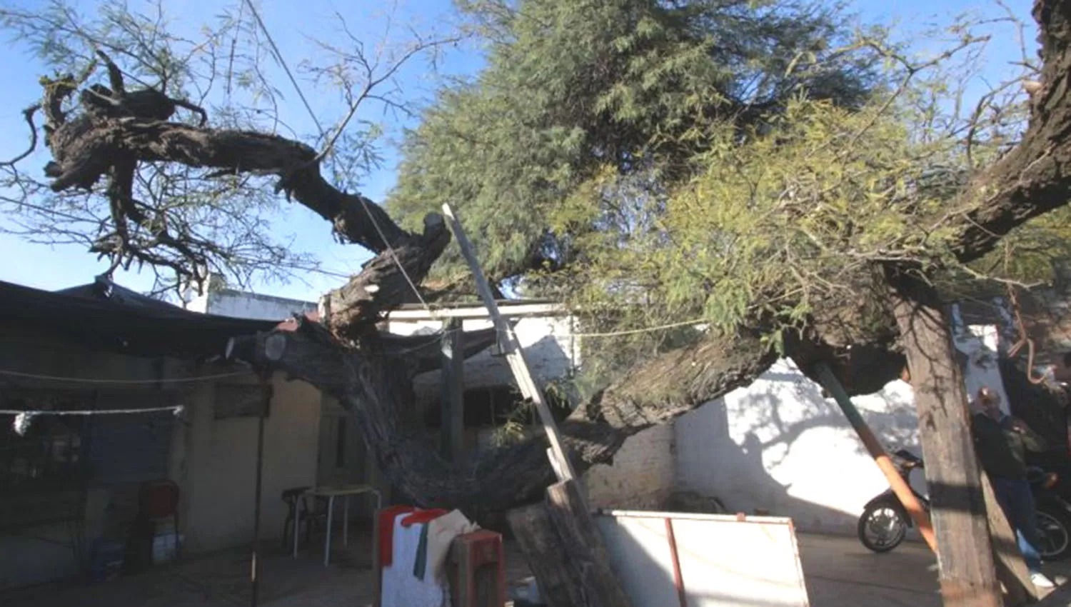 El algarrobo de Paraná se encuentra muy reducido debido al deterioro que sufrió a lo largo de los años. FOTO TOMADA DE ELONCE.COM