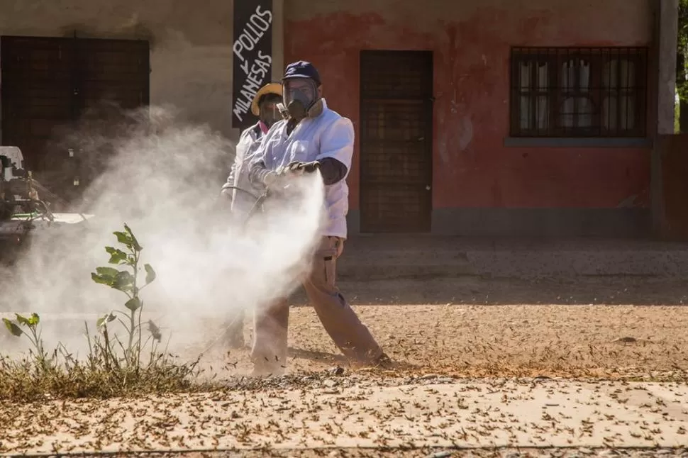 MOMENTO ÓPTIMO. Según especialistas, es la ocasión oportuna para controlar la plaga de langostas en los campos. .