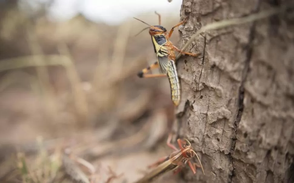 ALERTA. La presencia de langostas es monitoreada de manera constante. SENASA