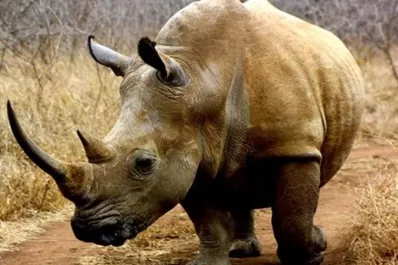 En 2017 mataron más de 1.000 rinocerontes