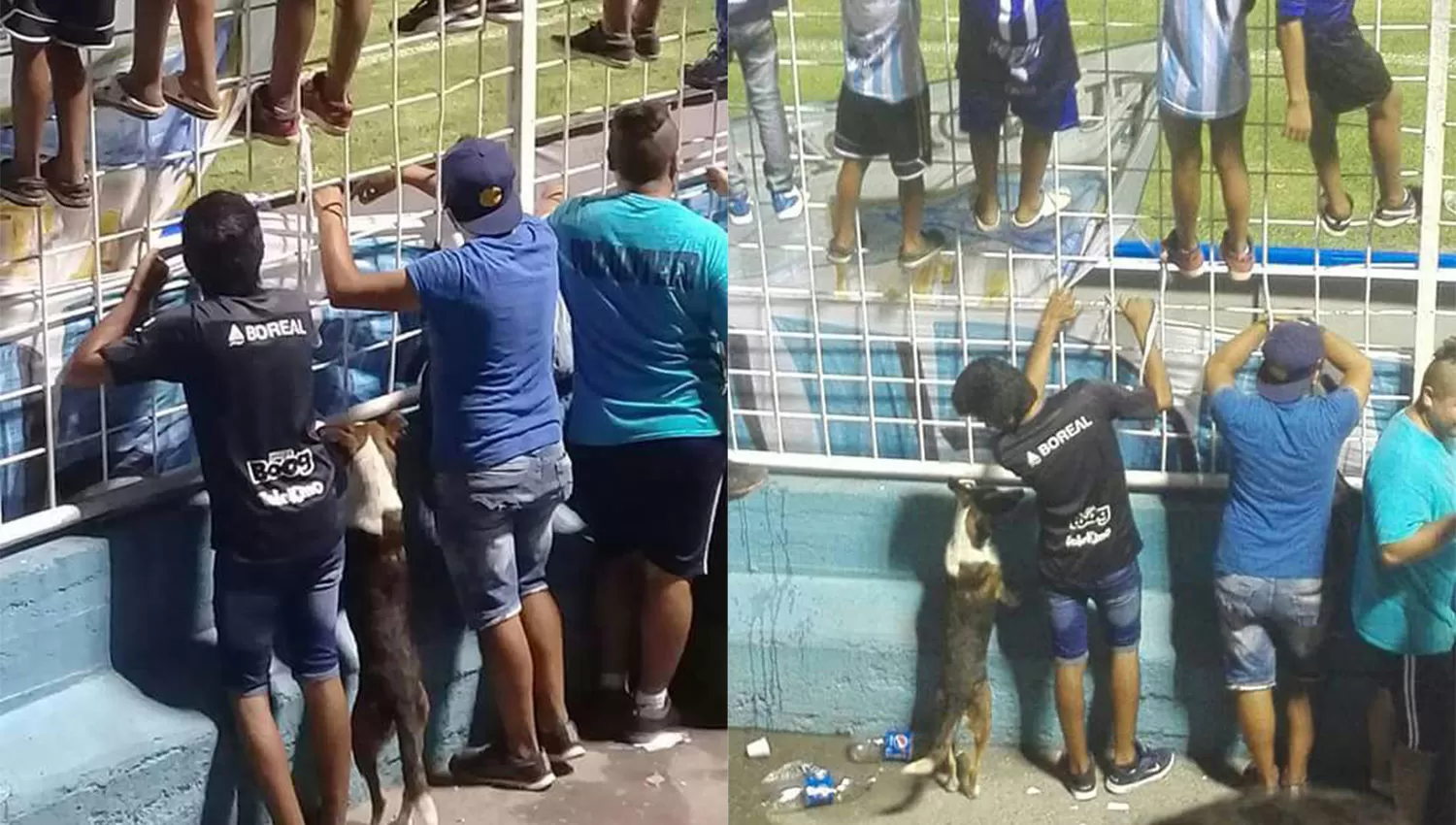 En dos patas y pegado a la tela, así siguió el perrito el partido de Atlético.