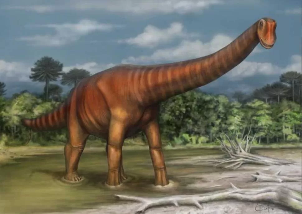 CÓMO ERA. Medía 20 metros de longitud y pesaba unas 25 toneladas. 