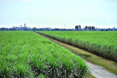 El cañero tiene el mapa de rendimiento de su campo en tiempo real