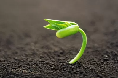 Poroto, una alternativa que hay que cuidar