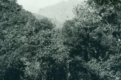 El maltrato al árbol