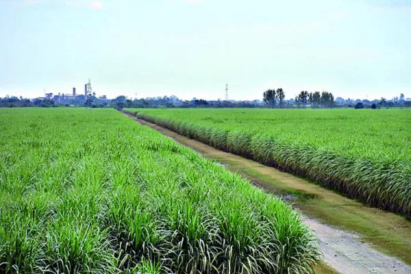 El cañero tiene el mapa de rendimiento de su campo en tiempo real