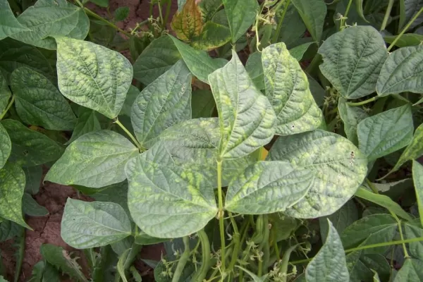 Adoptan precauciones contra la “bacteriosis común”