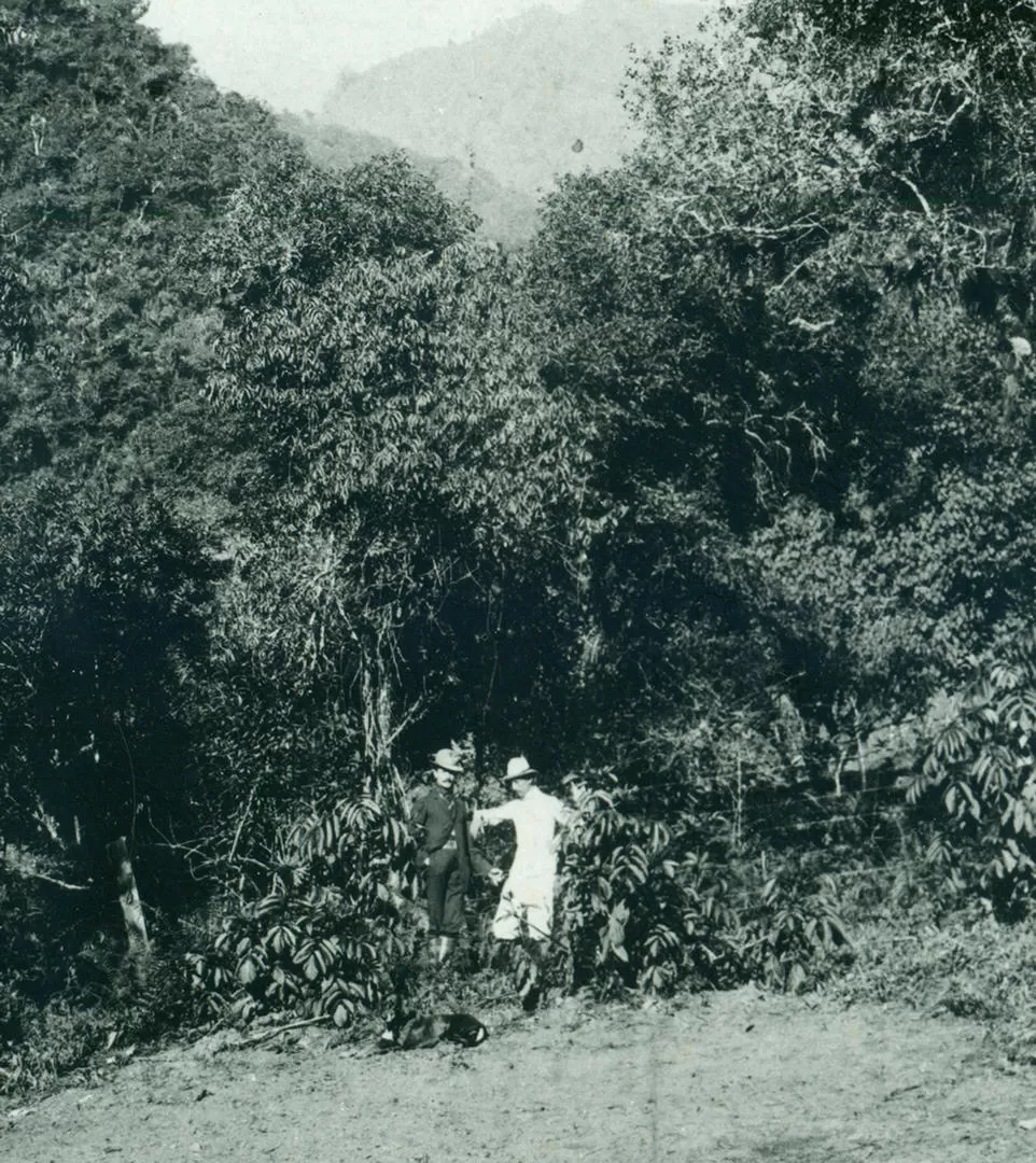 LA SELVA TUCUMANA. Los doctores Juan Heller y León Rougés en un claro, junto a uno de los frondosos ejemplares, hacia 1910. 
