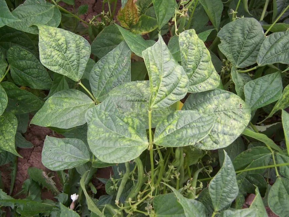 TRABAJO. Los productores deberán estar muy atentos para preservar sus plantas del ataque de enfermedades. inta