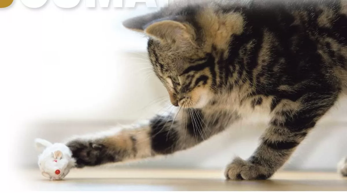 Desde pelotas a presas de pollo para que jueguen las mascotas