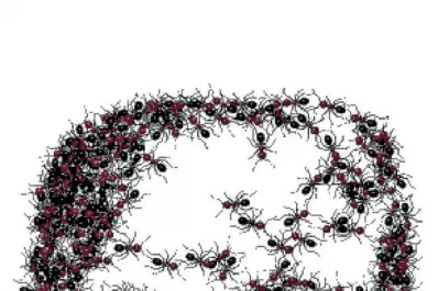 Lo que Donald Trump puede aprender de las hormigas