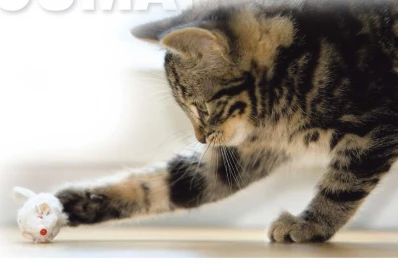 Desde pelotas a presas de pollo para que jueguen las mascotas